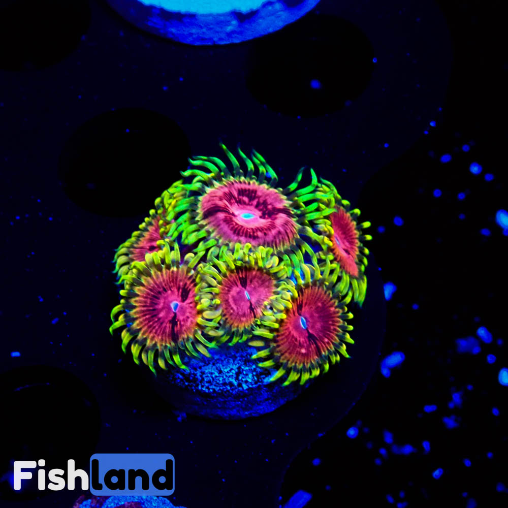 FL Pink Diamond Zoa – FishLand